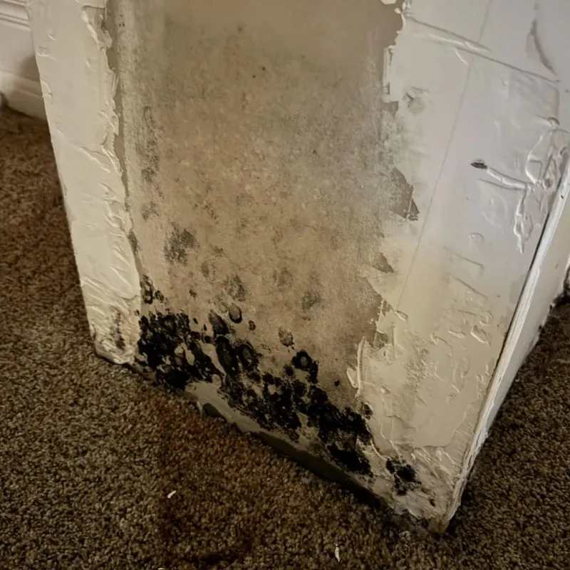 Professional Mold Removal in Waldon, CA